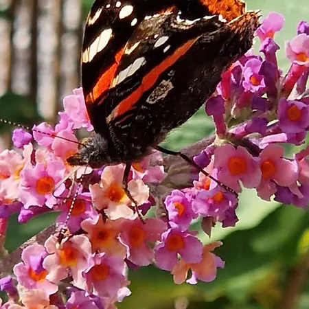 Ferienhaus Vissershuisje 89 Te *